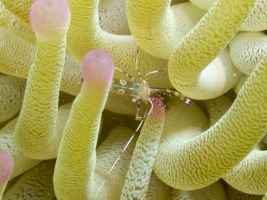 Spotted Cleaner Shrimp IMG 7235